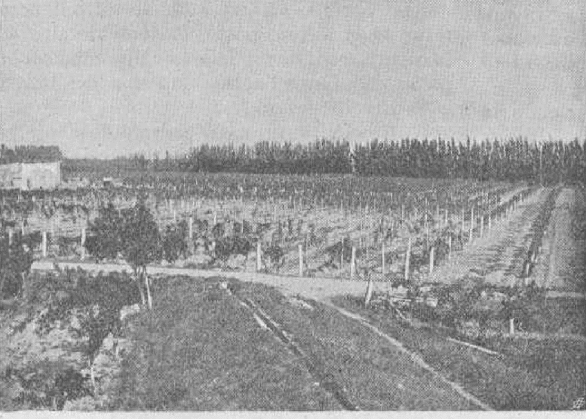 Figura 2. Foto de los cultivos
    cerca de la
    colonia agrícola de Viedma (BS, 1905, n. 12, p. 362).