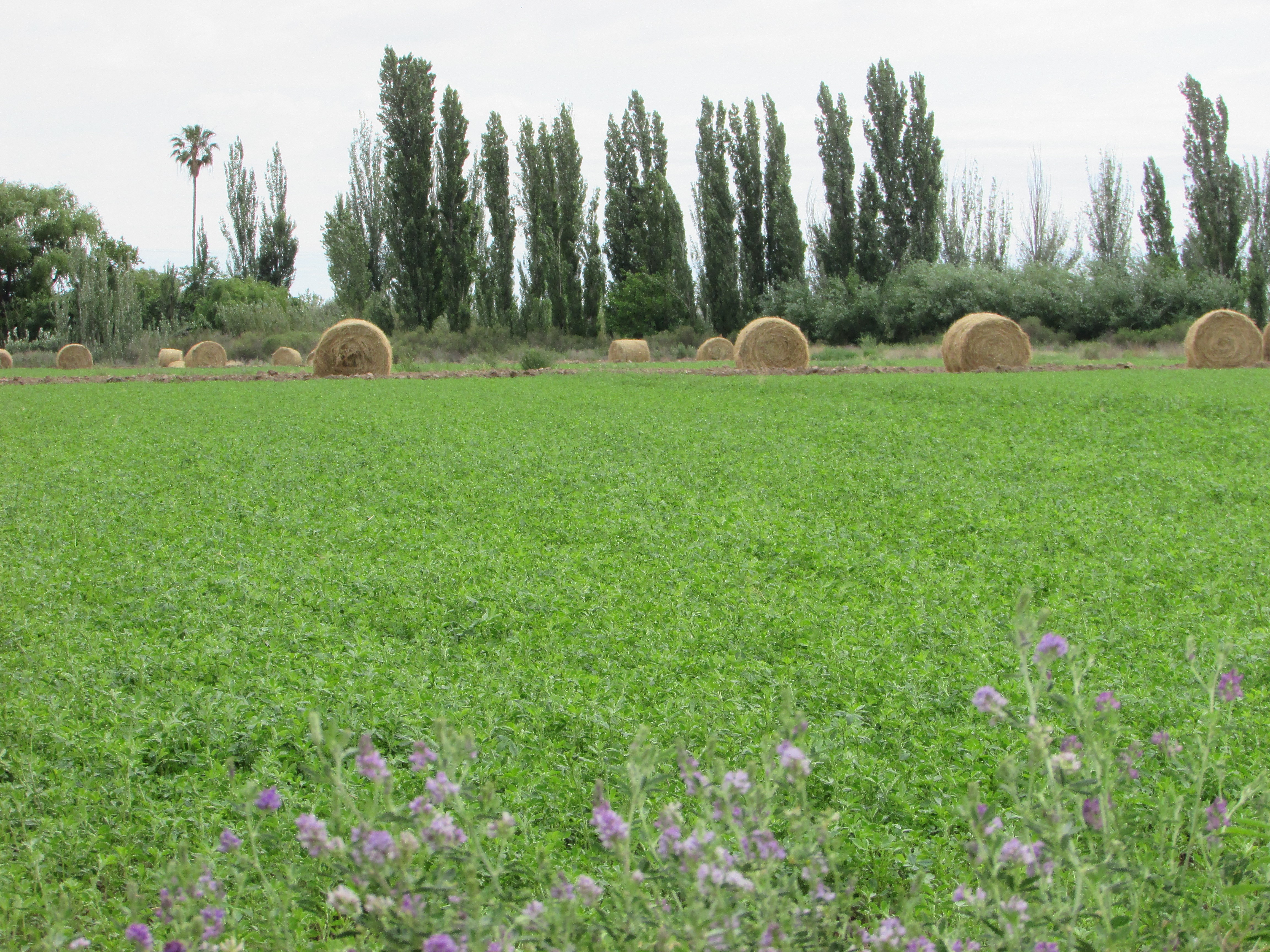 Campo de alfalfa